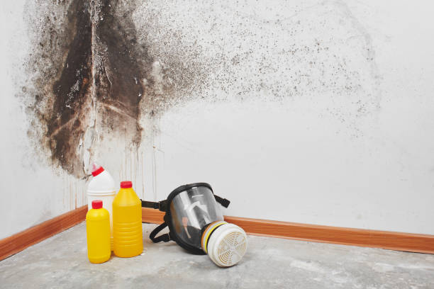 Best Emergency Mold Remediation in Salida Del Sol Estates, TX