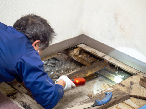 Best Emergency Mold Remediation in Salida Del Sol Estates, TX