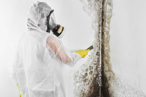 Best DIY Mold Remediation Support Services in Salida Del Sol Estates, TX