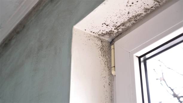Best Mold Remediation for Schools in Salida Del Sol Estates, TX