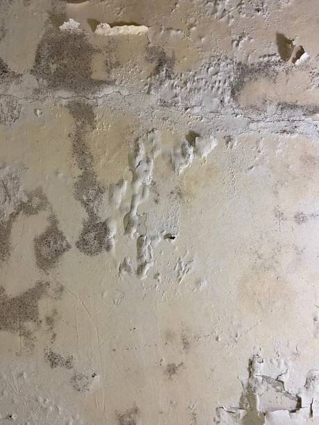 Best White Mold Remediation in Salida Del Sol Estates, TX