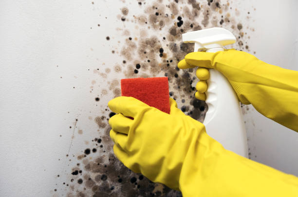 Best Residential Mold Remediation in Salida Del Sol Estates, TX