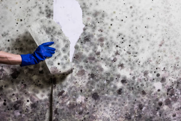 Best Health and Safety Mold Remediation in Salida Del Sol Estates, TX