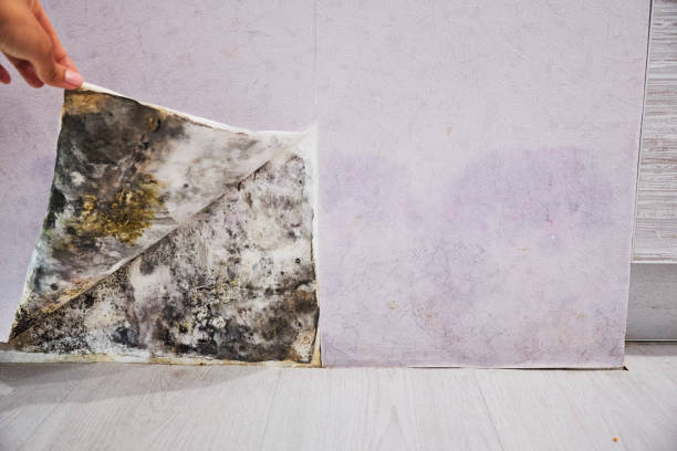 Best Residential Mold Remediation in Salida Del Sol Estates, TX